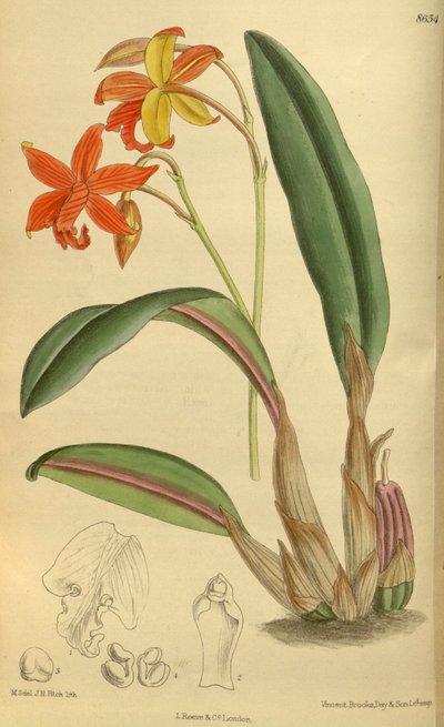 Sophrolaelia Psyche, Orchidaceae by J.N. Fitch